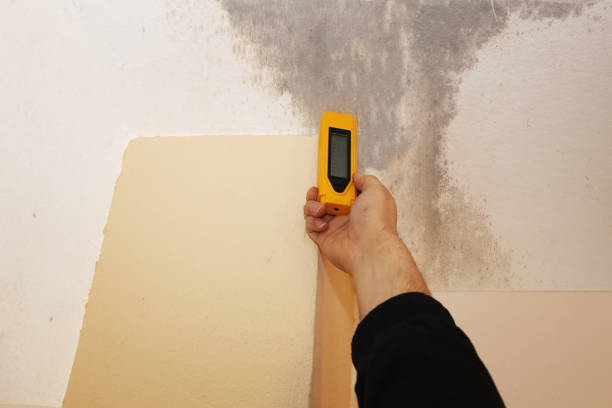 Best Water Damage & Mold Remediation  in USA